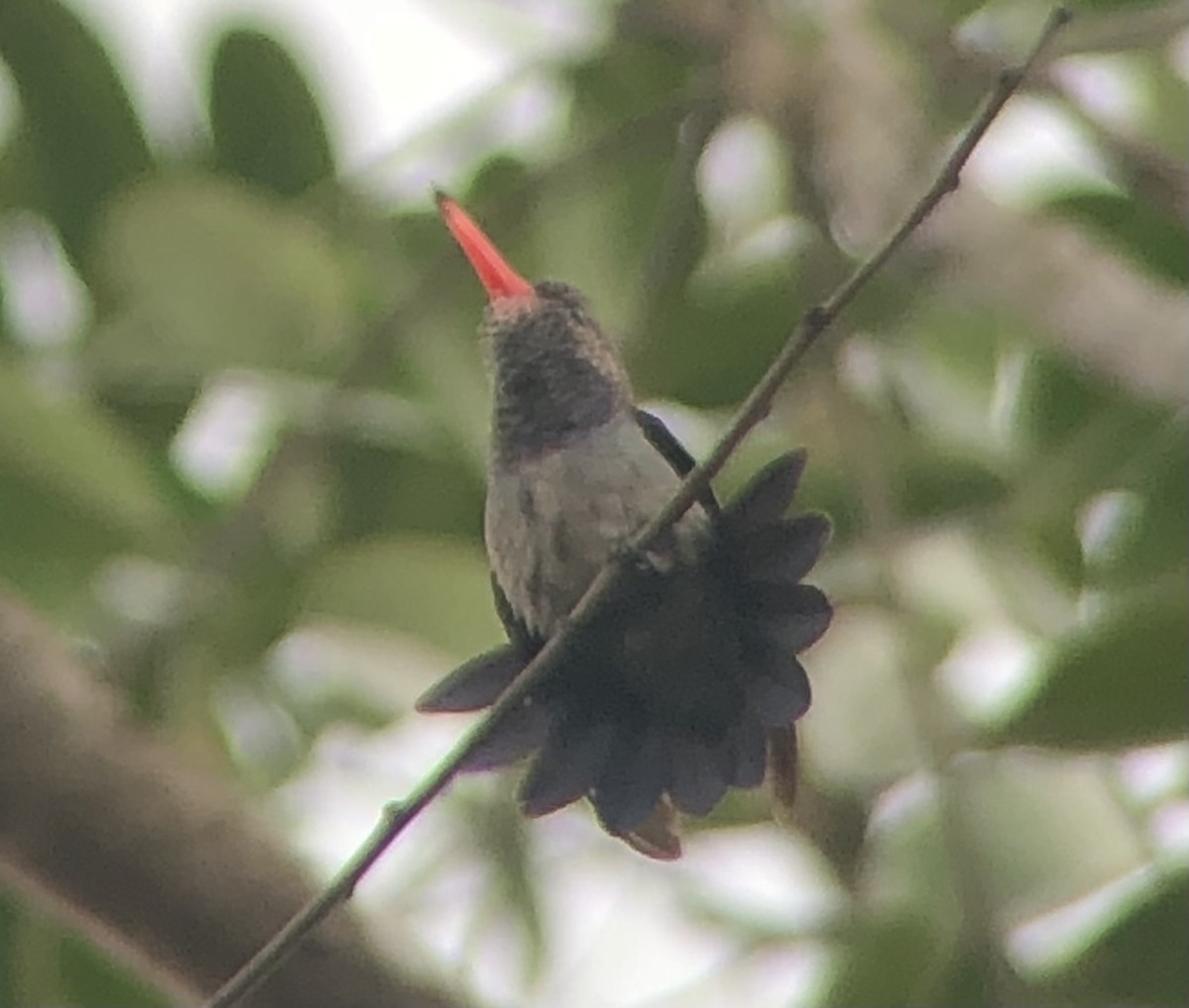 kolibřík savanový - ML523607501