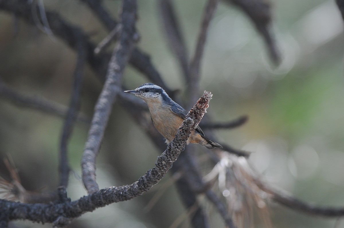 Red-breasted Nuthatch - ML523609441