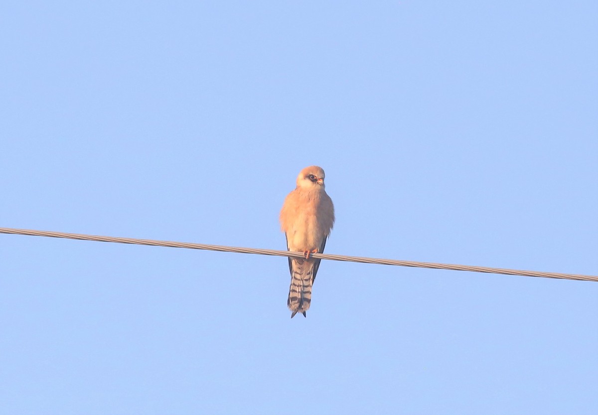 Red-footed Falcon - ML523612391