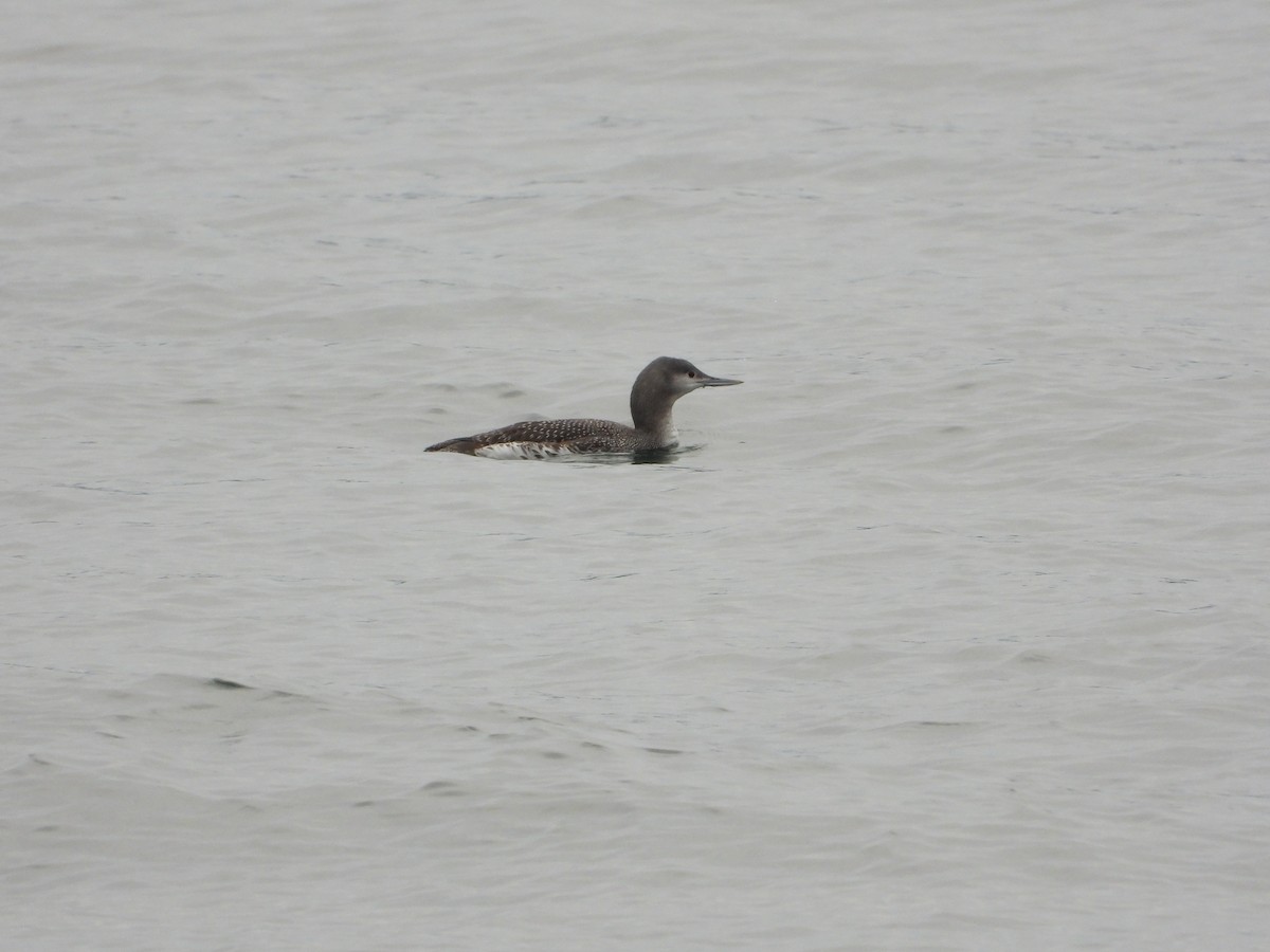 Red-throated Loon - ML523612921