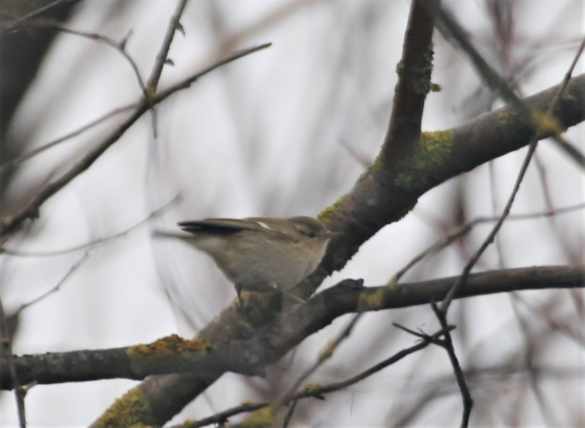 Hume's Warbler - ML523614631