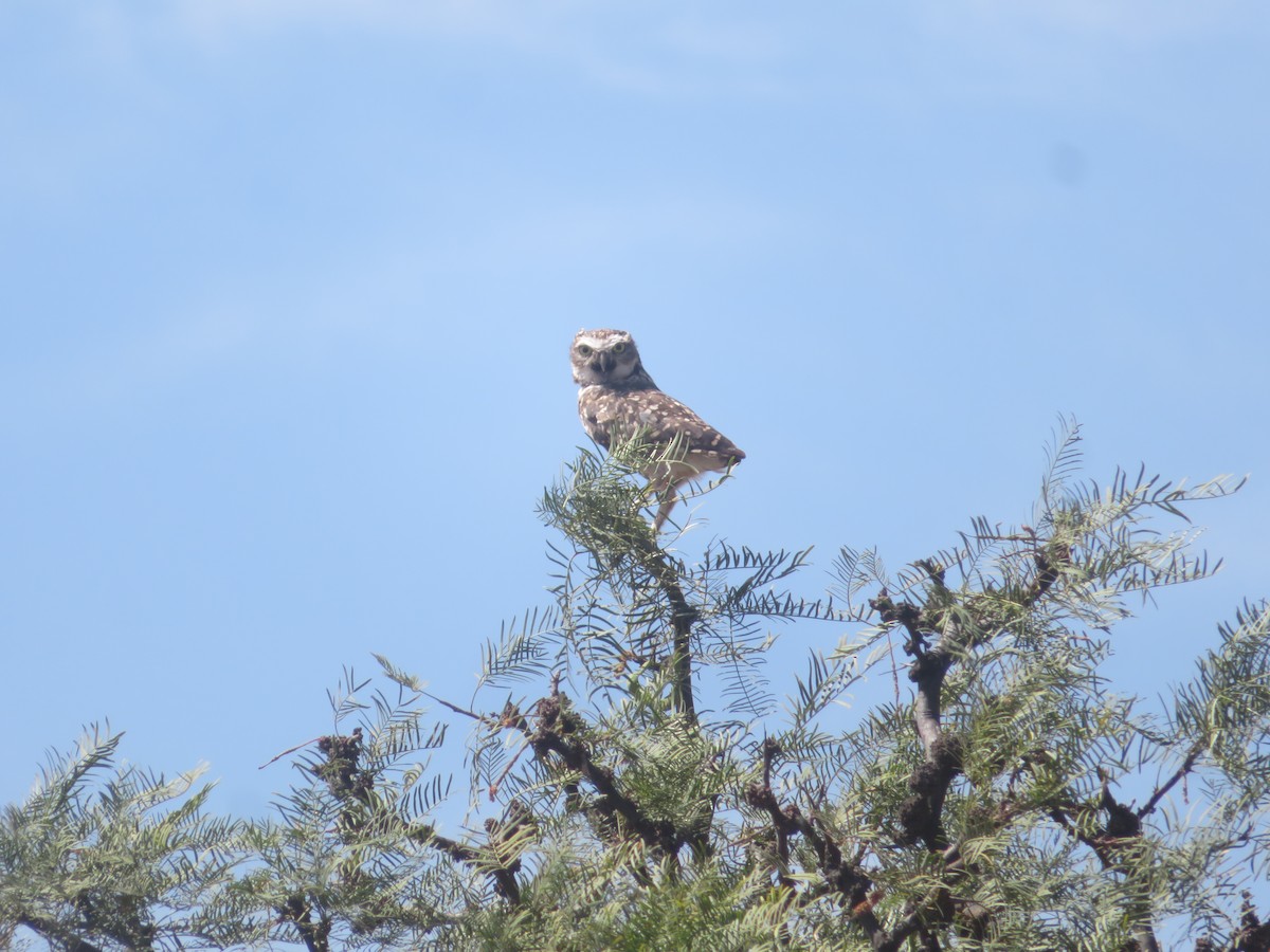 Burrowing Owl - ML523616111