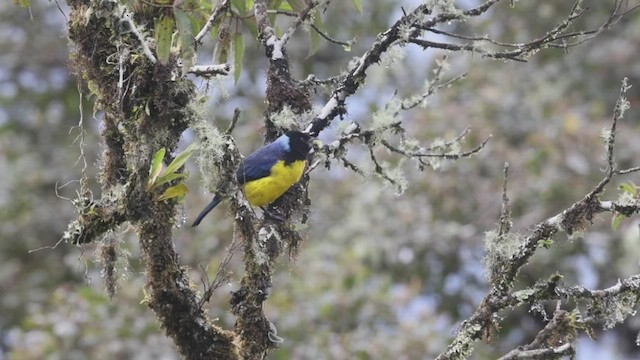 Hooded Mountain Tanager - ML523617371
