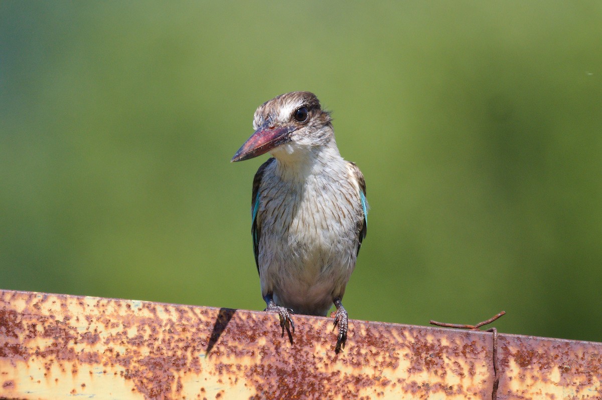Brown-hooded Kingfisher - Richard Gray