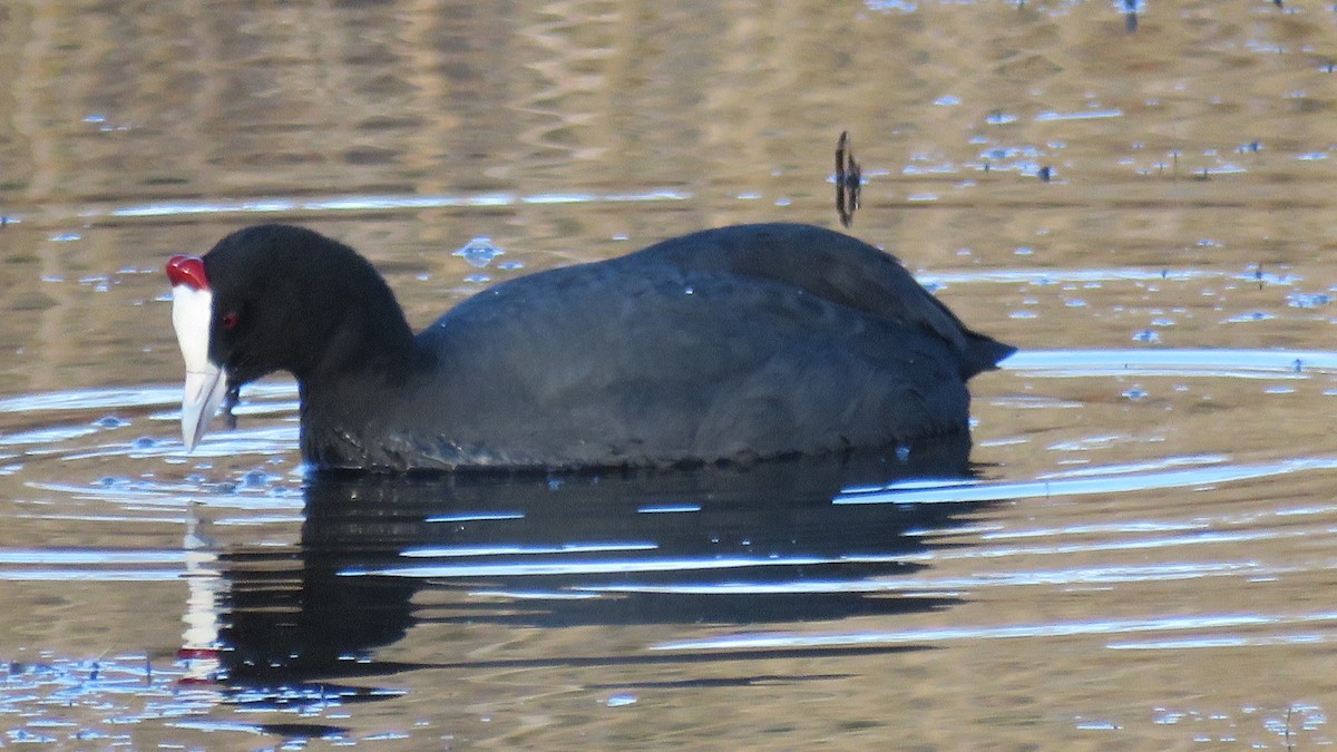 Red-knobbed Coot - ML523618871