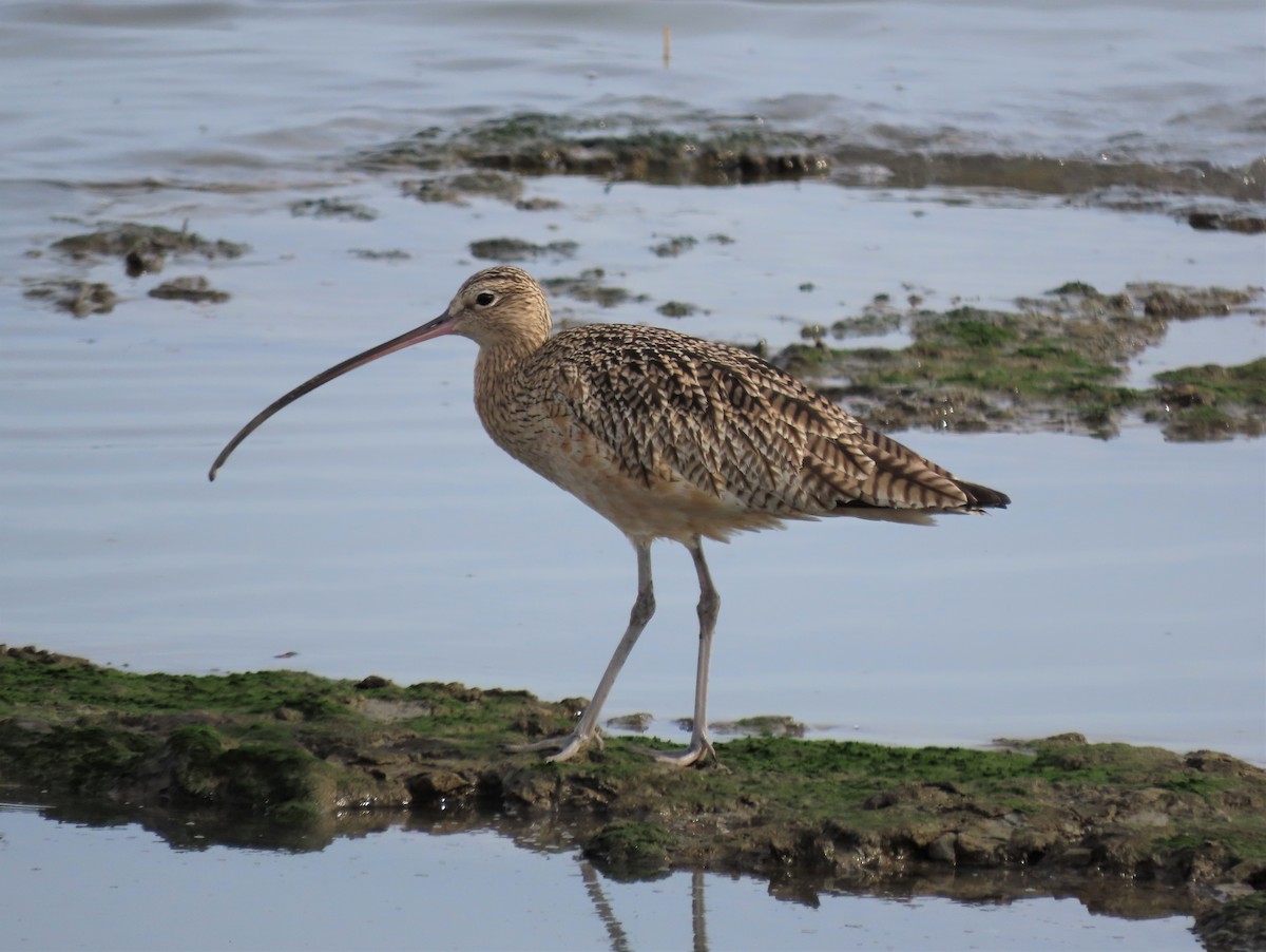 Long-billed Curlew - ML523619341
