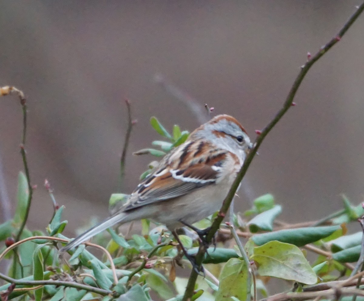 American Tree Sparrow - ML523620431