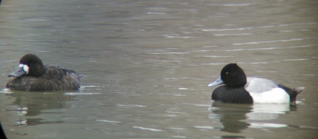 Greater Scaup - ML52362491