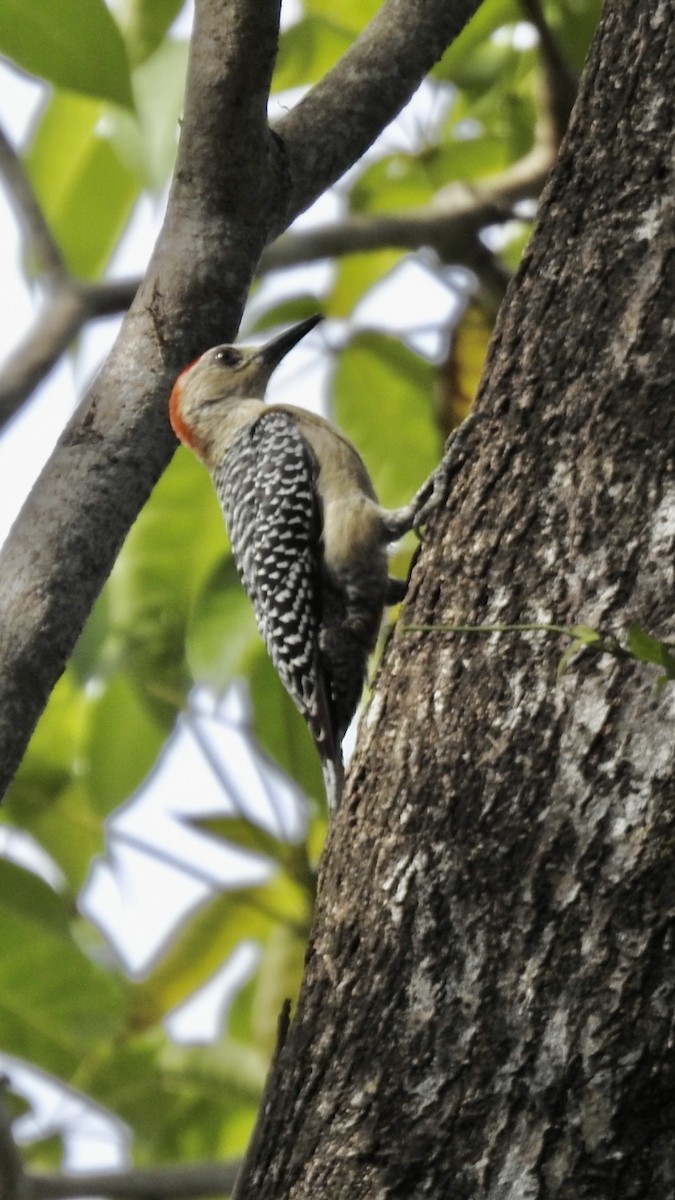 Red-crowned Woodpecker - ML523627571