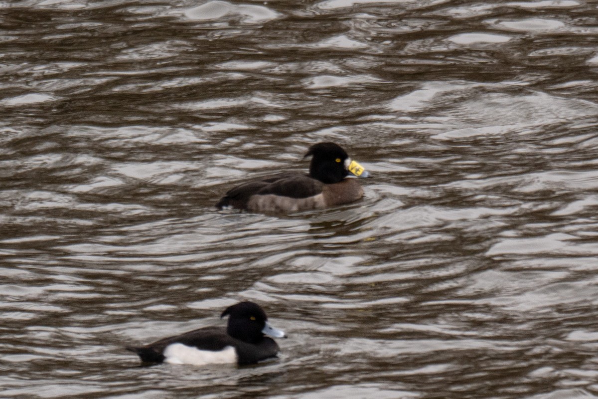 Tufted Duck - ML523627811