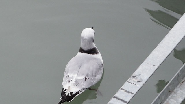 Mouette tridactyle - ML523632531