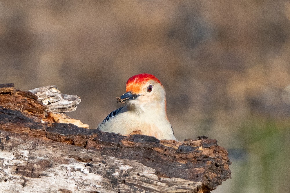 Red-bellied Woodpecker - Mel ada