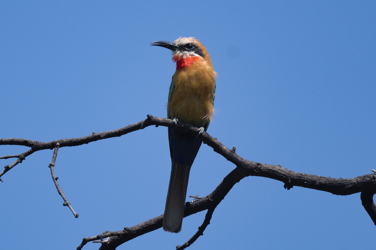 White-fronted Bee-eater - ML523634651