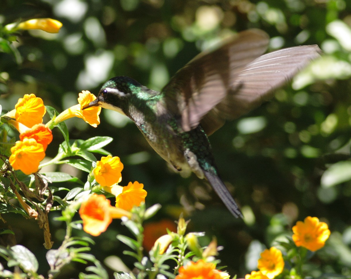 kolibřík pokřovní - ML523636811
