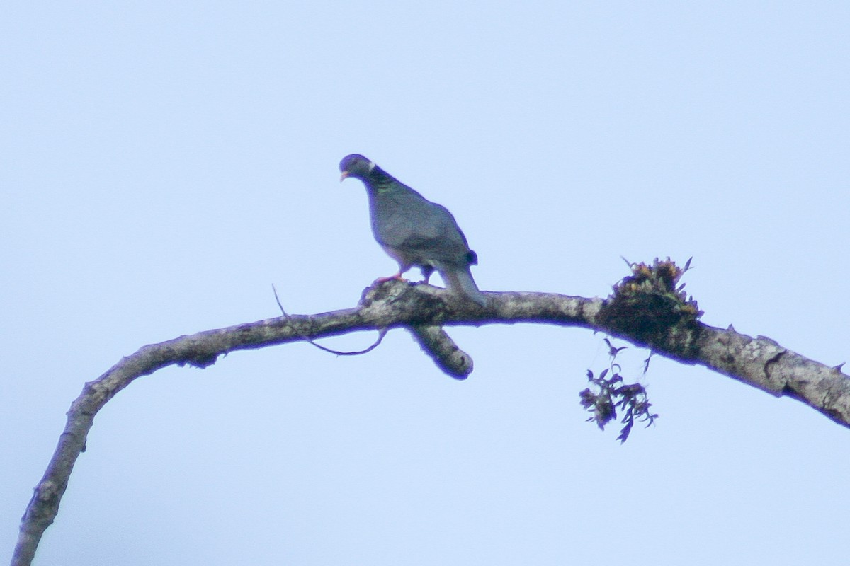 Band-tailed Pigeon - ML523637991