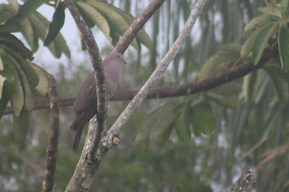 holub šedorůžový - ML523638011