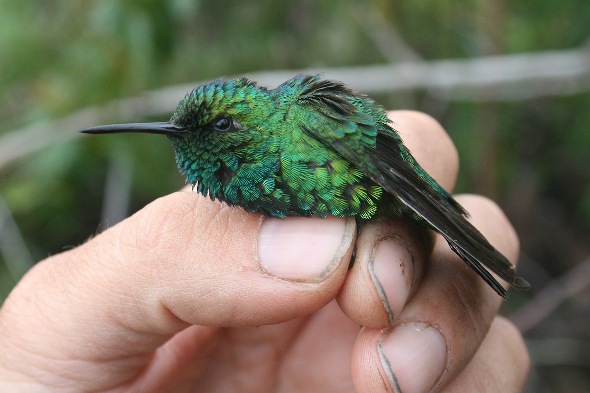 kolibřík modroocasý - ML523638041