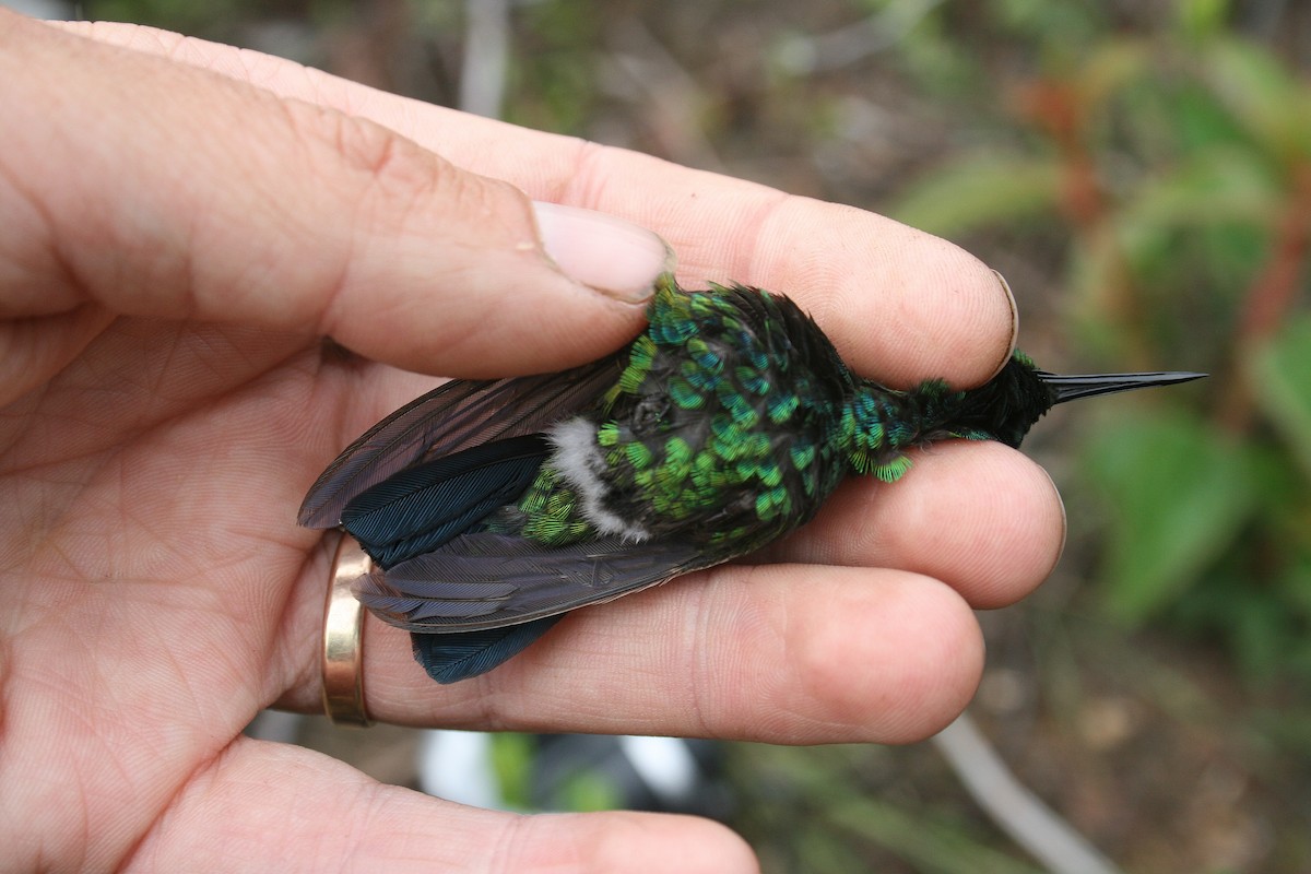 kolibřík modroocasý - ML523638051