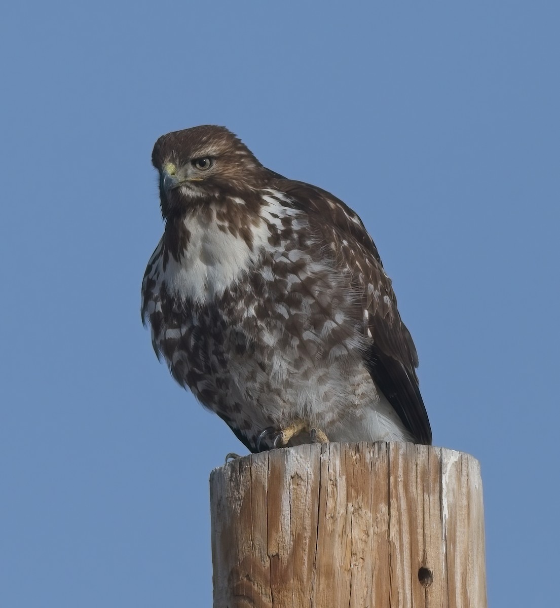 Red-tailed Hawk - ML523638481