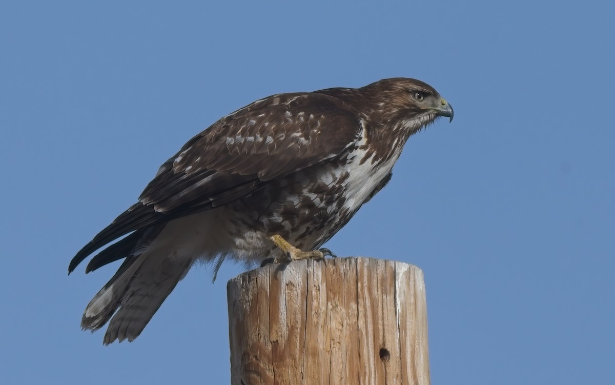 Red-tailed Hawk - ML523638511
