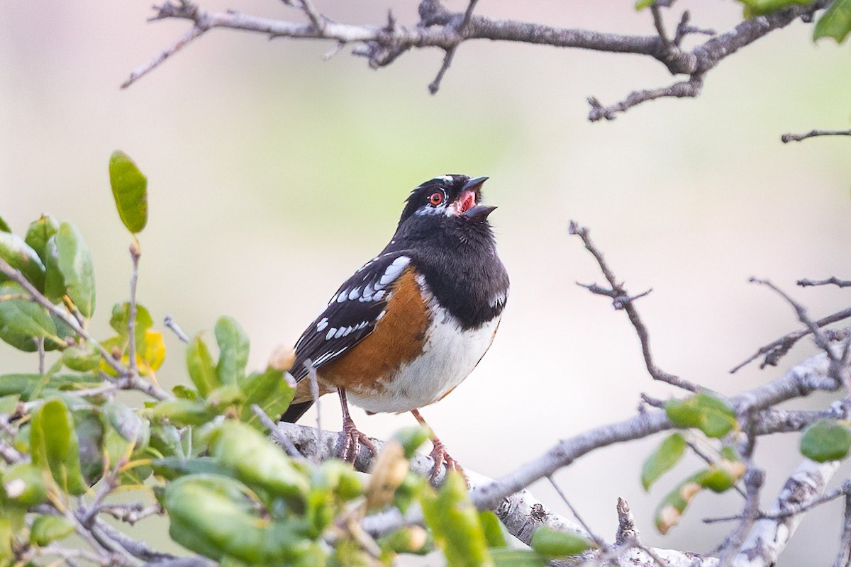 Spotted Towhee - ML523643111
