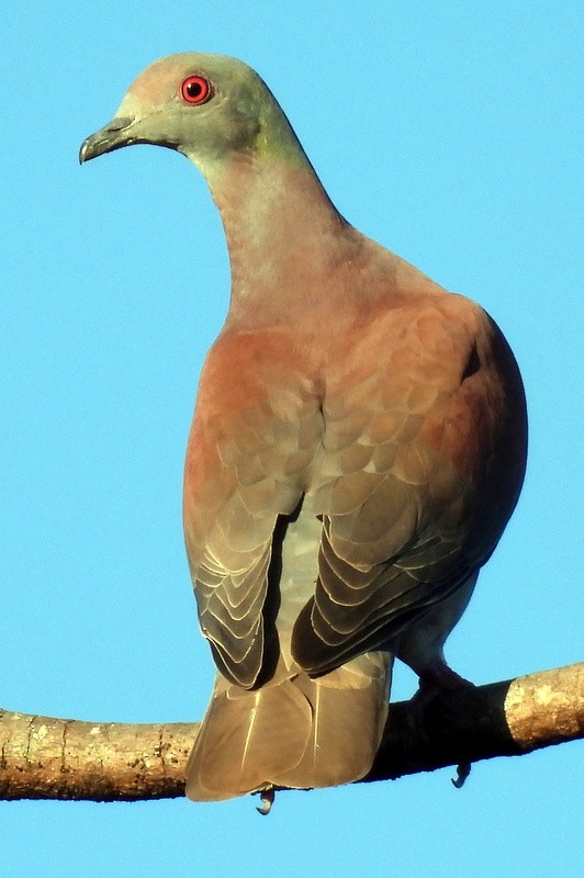 Pale-vented Pigeon - ML523643551