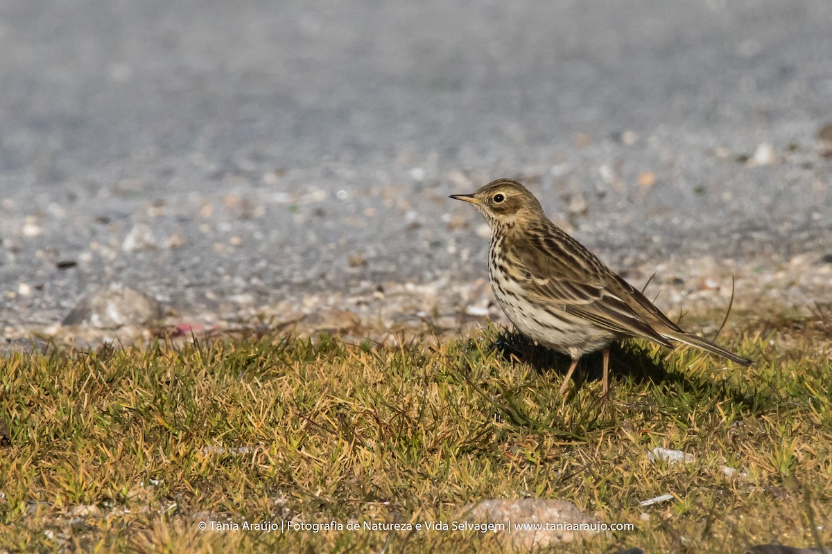 Meadow Pipit - ML52364541
