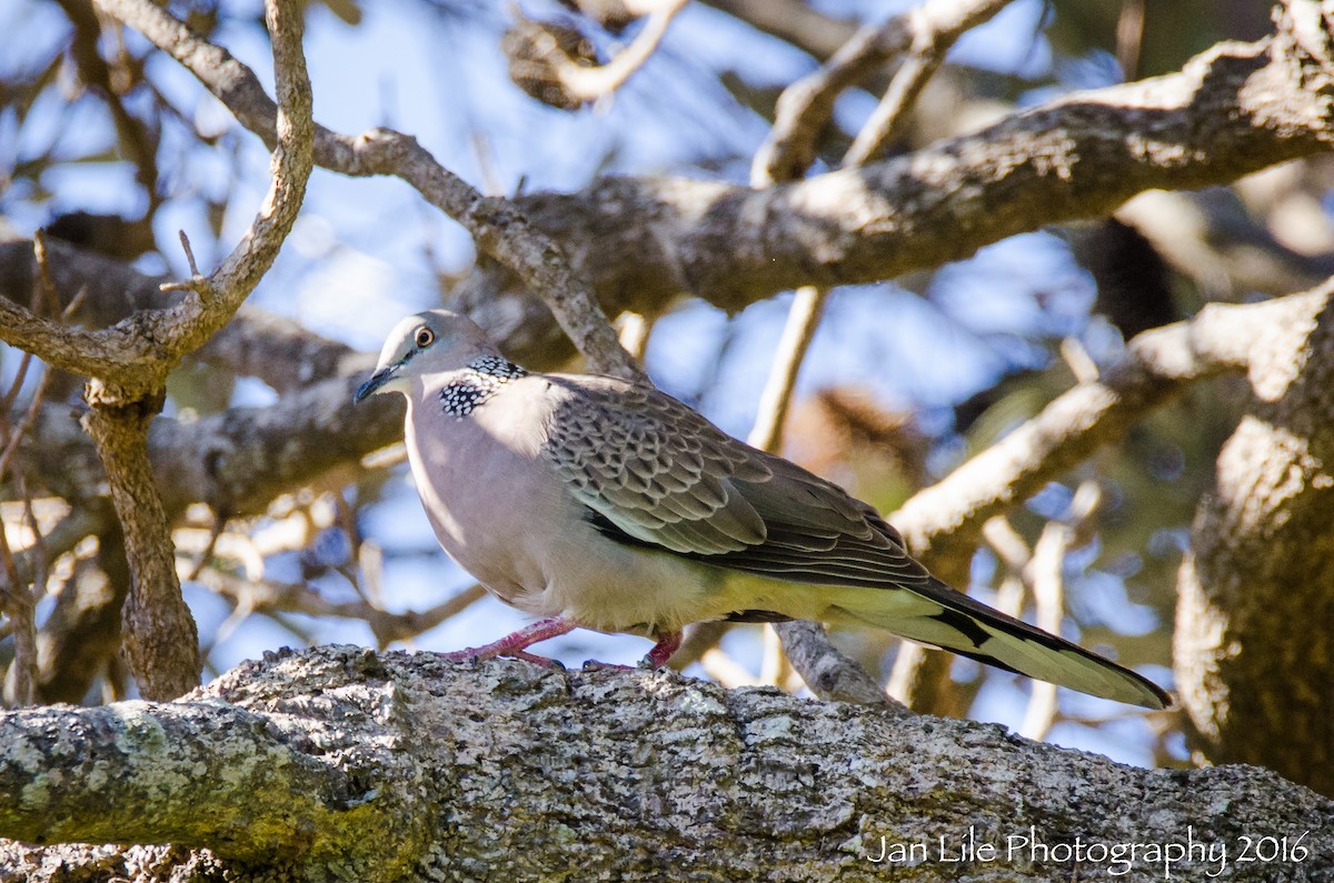 Spotted Dove - Jan Lile