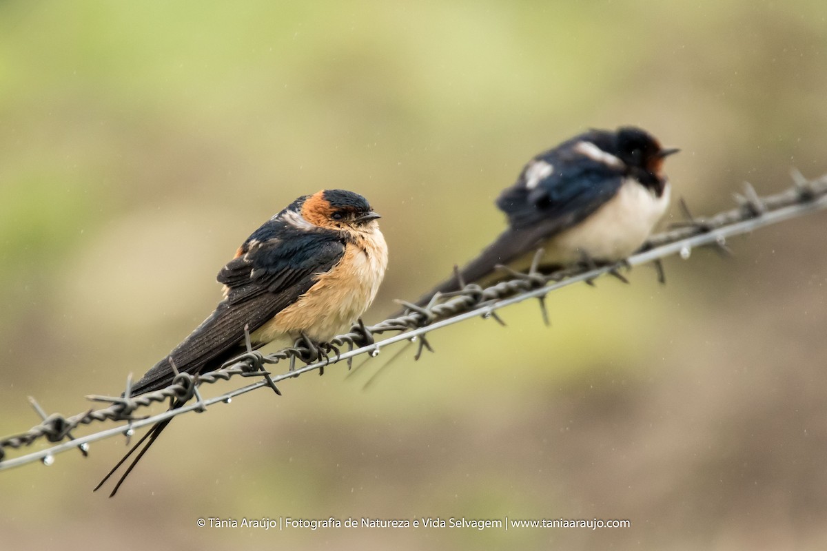 Red-rumped Swallow - ML52364801