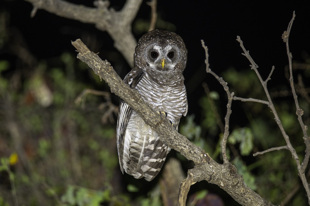 African Wood-Owl - ML523648101