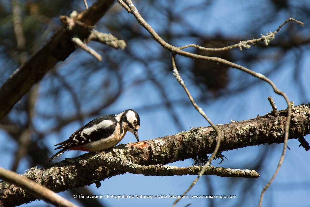 Great Spotted Woodpecker - ML52365041