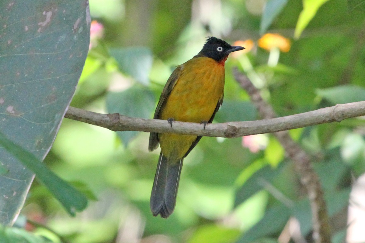 Ruby-throated Bulbul - Ray Turnbull