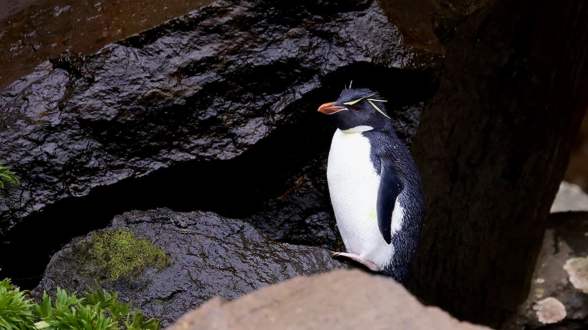 Southern Rockhopper Penguin - Mike Sylvia