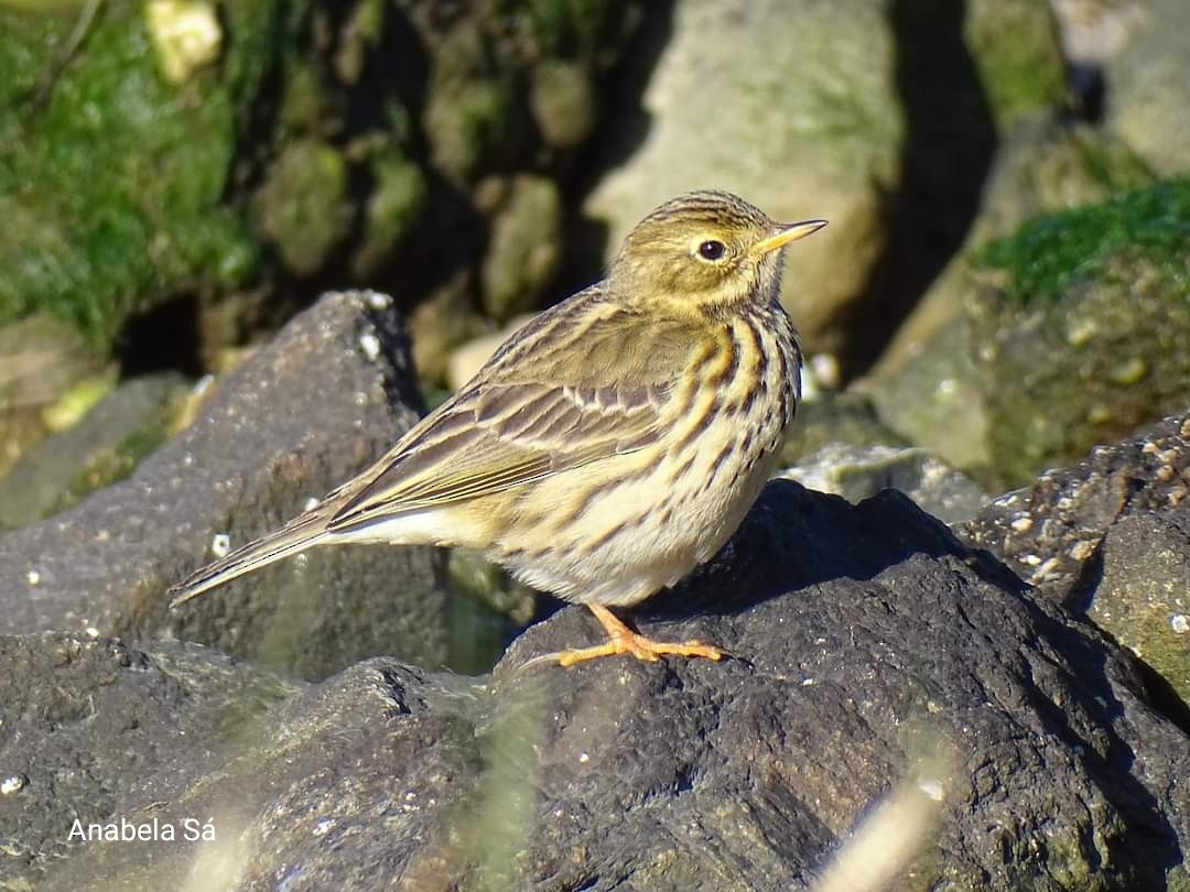 Meadow Pipit - ML523655091