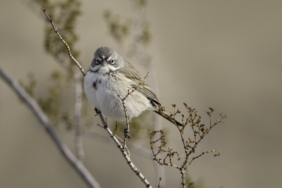 Sagebrush Sparrow - Scott Krammer