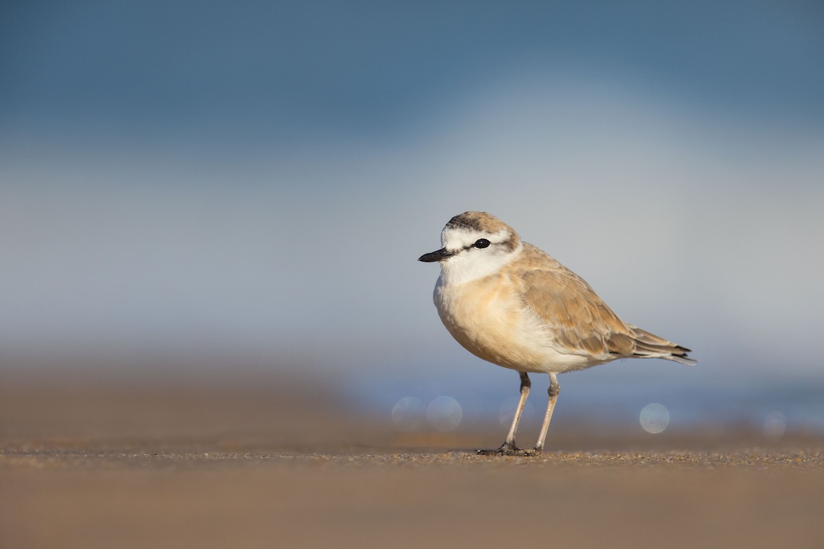 White-fronted Plover - ML523659951