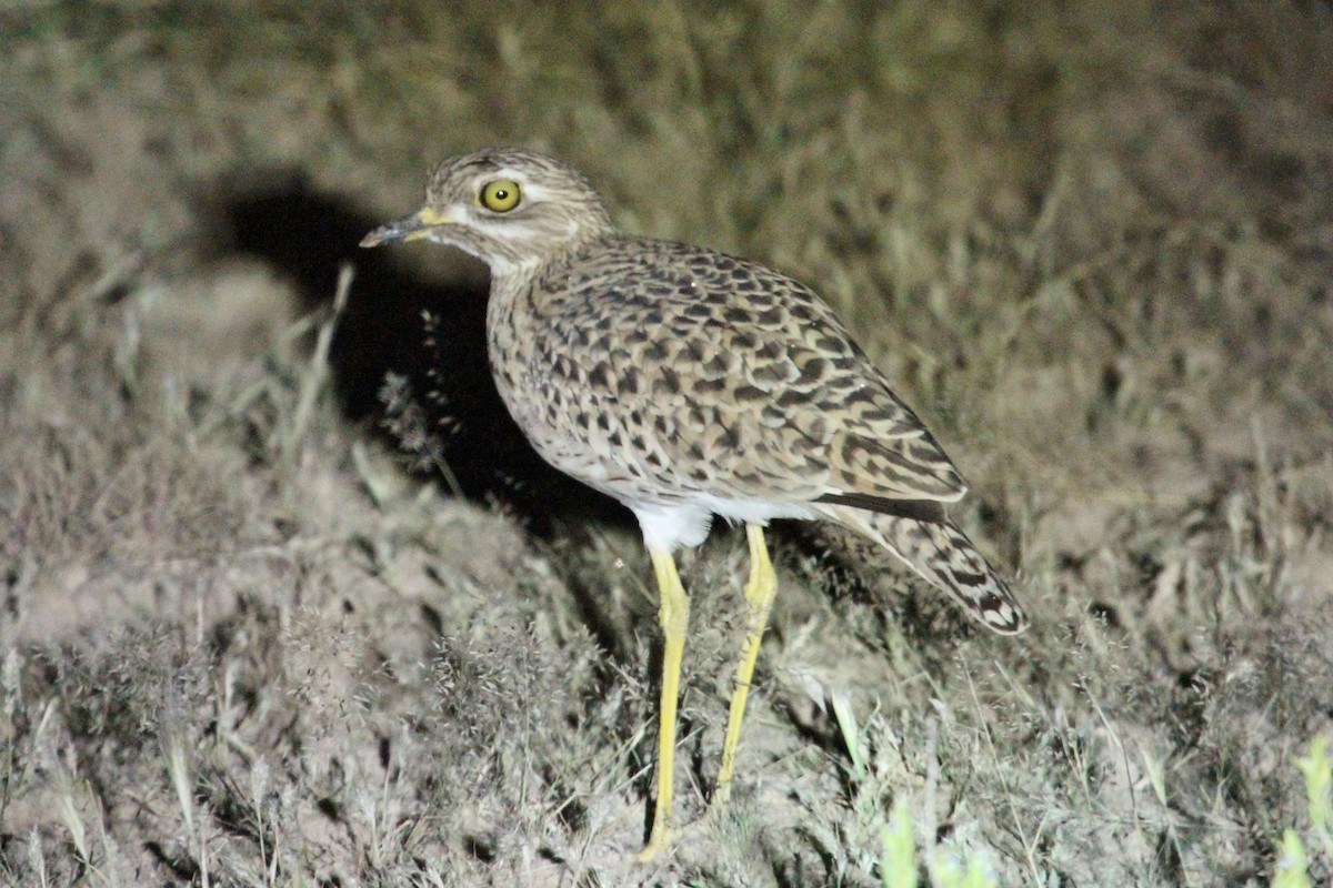 Spotted Thick-knee - Ray Turnbull