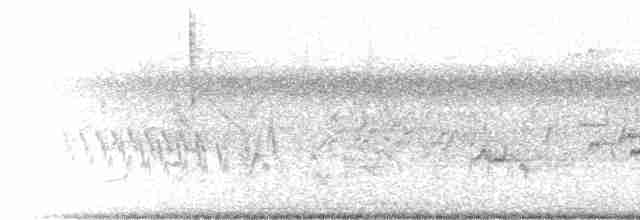 nordkrattvaktel (virginianus gr.) - ML523662