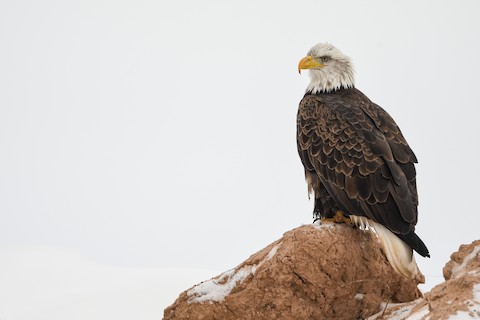 Bald eagle head - Stock Image - C048/4301 - Science Photo Library