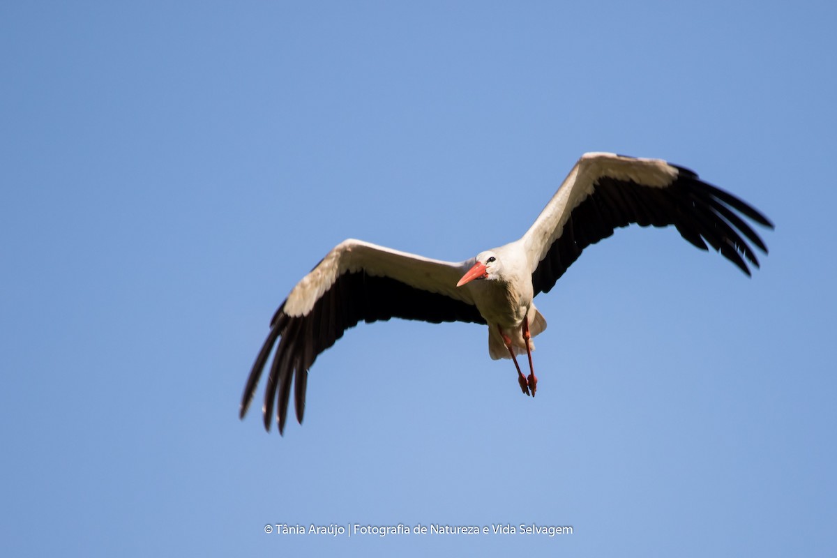 White Stork - ML52366511
