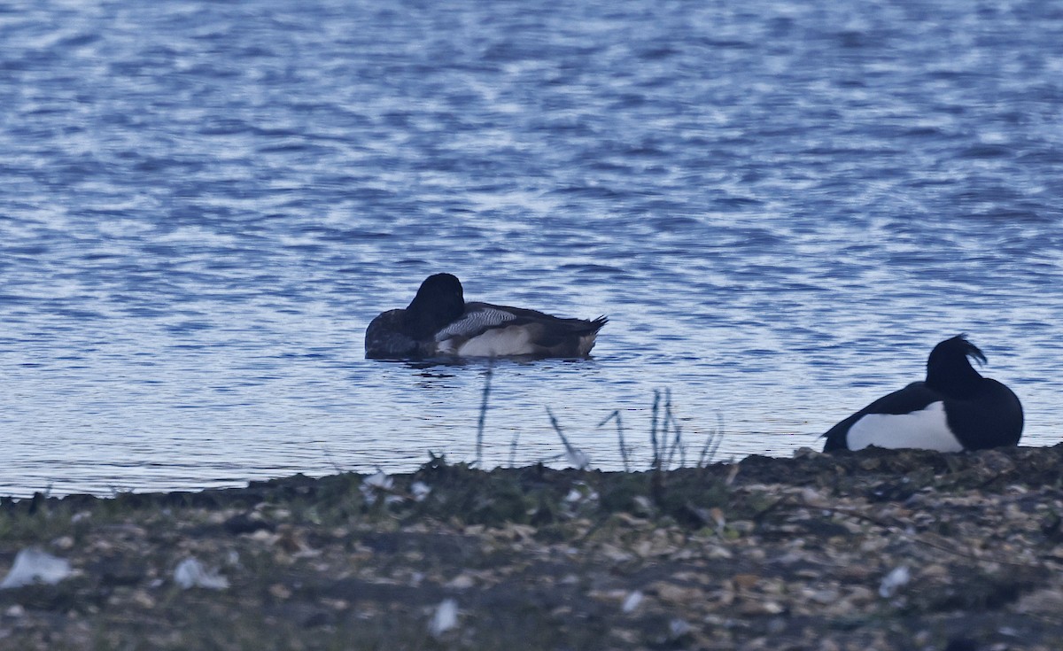 Greater Scaup - ML523667871