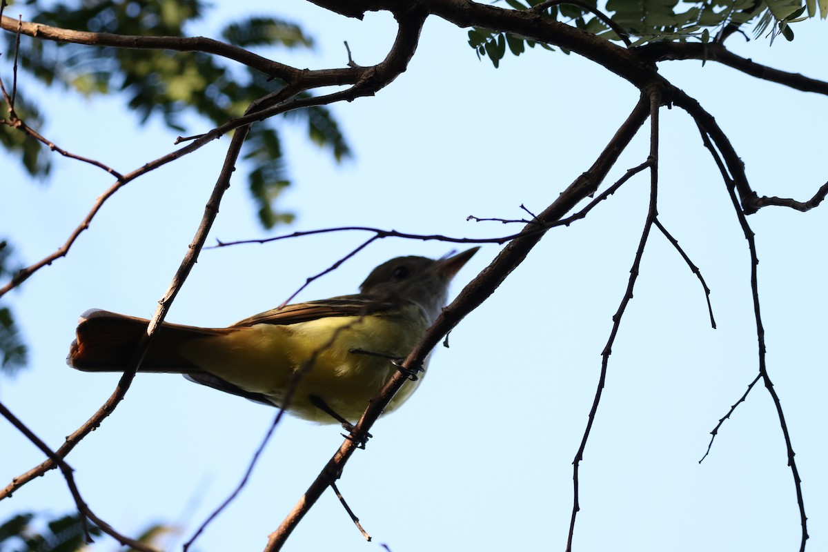 Great Crested Flycatcher - ML523670981