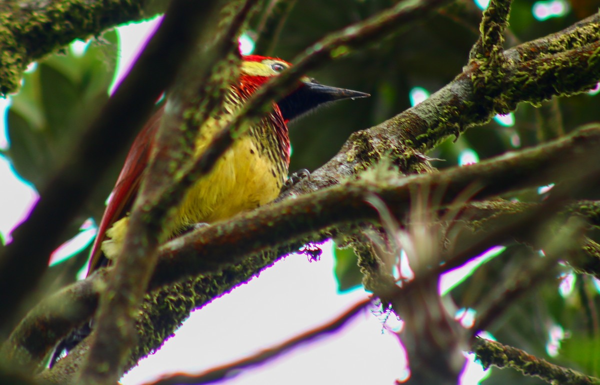 Crimson-mantled Woodpecker - Luis Hernánadez(@Birdsbyluishernandez)