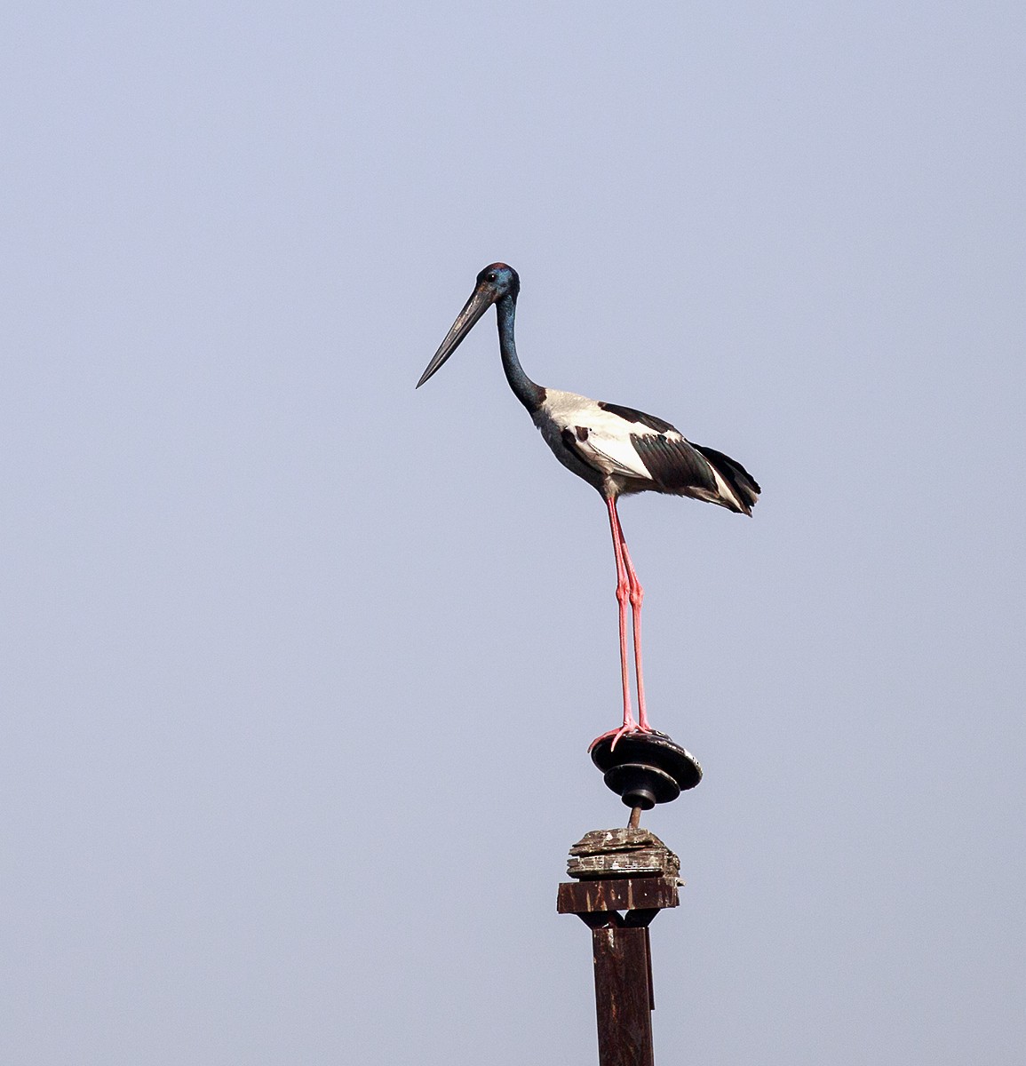 Black-necked Stork - ML52367911