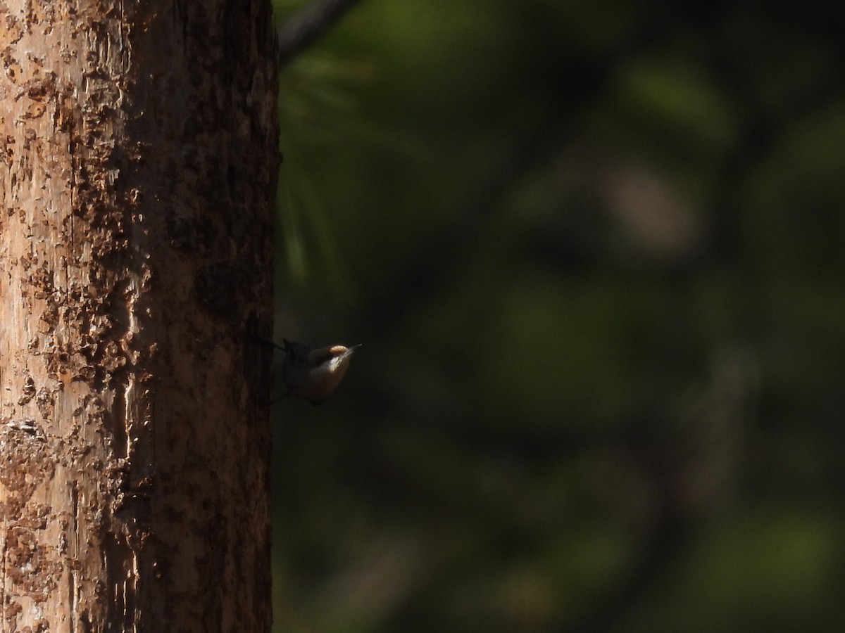 Brown-headed Nuthatch - ML523688851