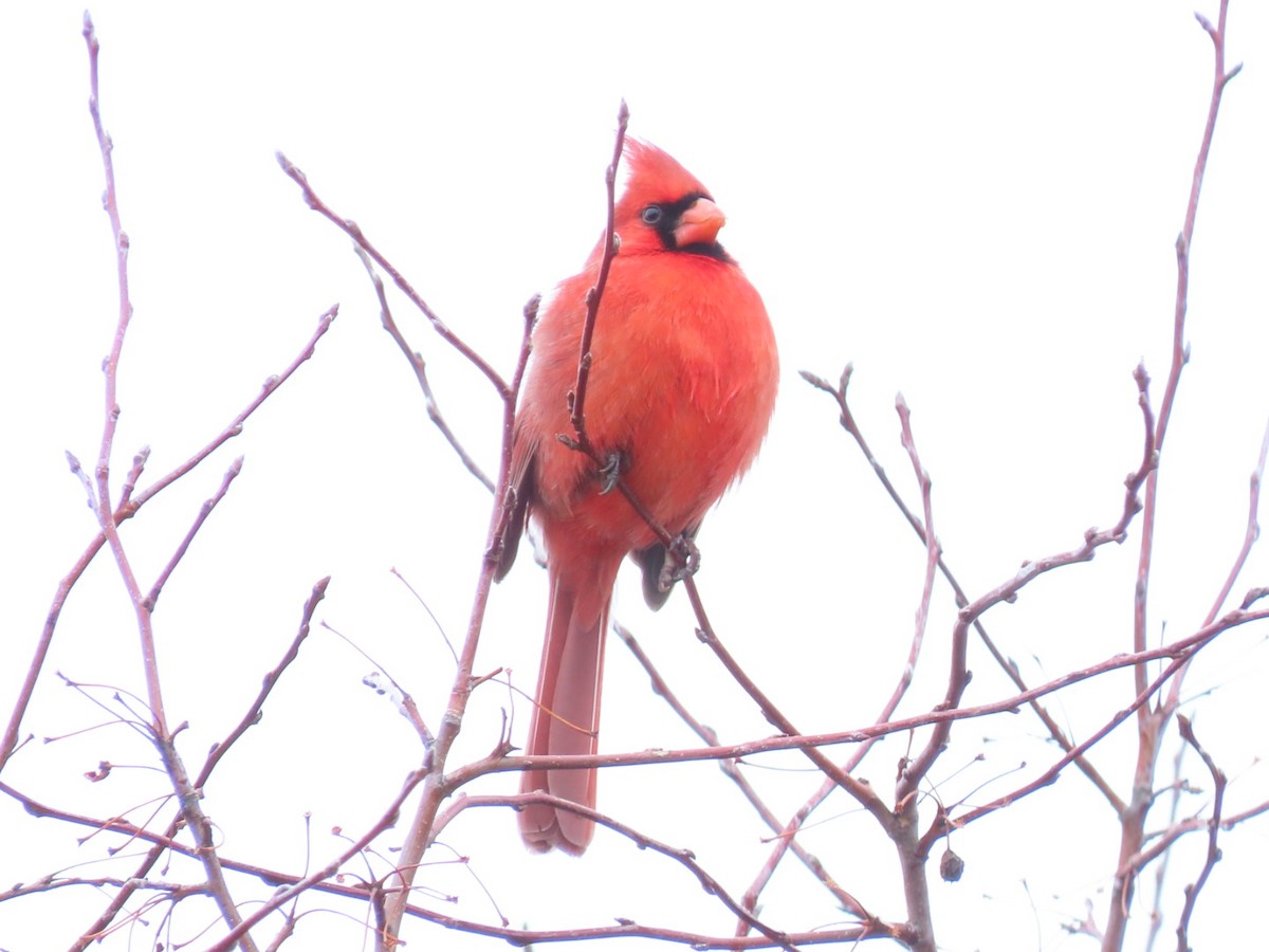 Cardinal rouge - ML523689011