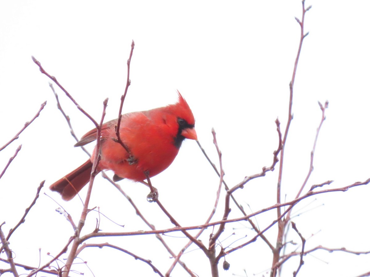 Northern Cardinal - Herky Birder