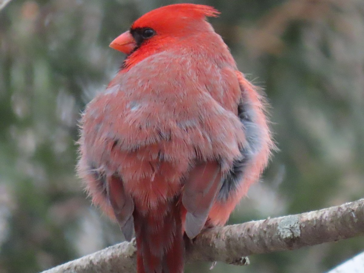 Cardinal rouge - ML523689031