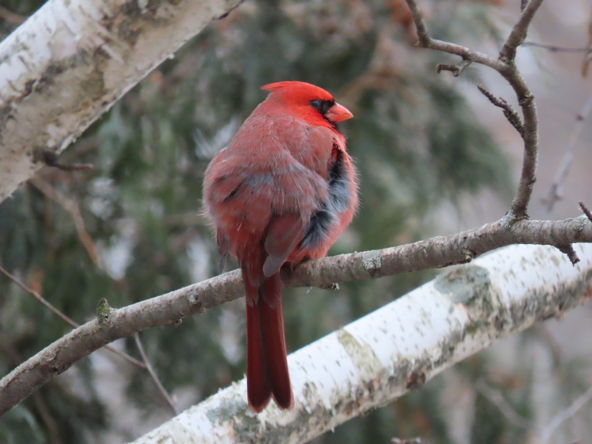 Cardinal rouge - ML523689041