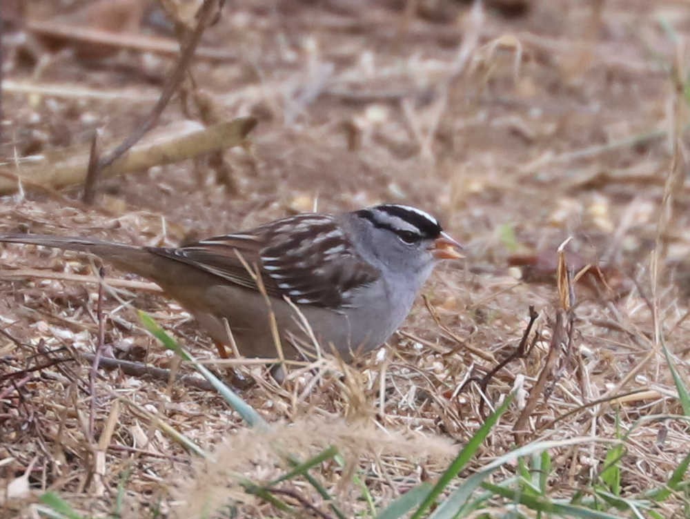 White-crowned Sparrow - ML523690611